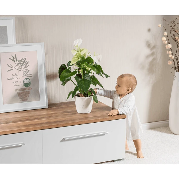 Reer Plantenbeschermingsnet Ø20cm Zwart 6 Reer Plantenbeschermingsnet Ø20cm Zwart - Afbeelding 4